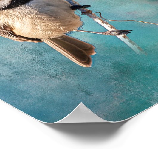 Carolina Chickadee Poster (Ecke)