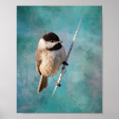 Carolina Chickadee Poster (Vorne)