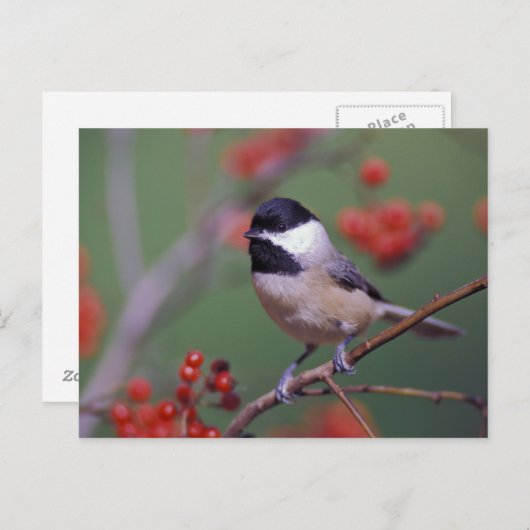 Carolina Chickadee Postkarte (Vorne/Hinten)