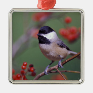Carolina Chickadee Silbernes Ornament