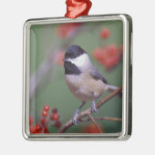 Carolina Chickadee Silbernes Ornament (Links)