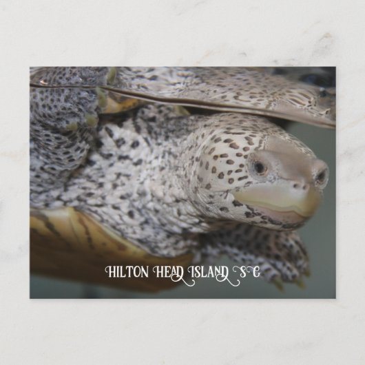 Carolina Diamondback terrapin 2 Postkarte (Vorderseite)