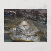 Carolina Diamondback Terrapin Postkarte (Vorderseite)