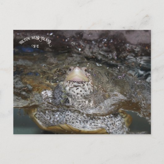 Carolina Diamondback Terrapin Postkarte (Vorderseite)