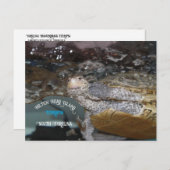 Carolina Diamondback Terrapin Postkarte (Vorne/Hinten)