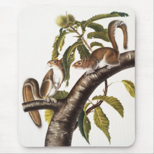 Carolina-Grauhörnchen (Sciurus Carolinensis) Mousepad