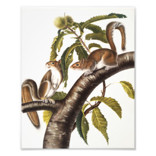 Carolina Gray Eichhörnchen (Sciurus Carolinensis) Fotodruck