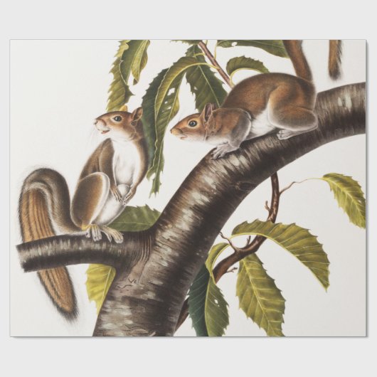 Carolina Gray Eichhörnchen (Sciurus Carolinensis) Geschenkpapier (Flach)