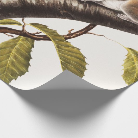 Carolina Gray Eichhörnchen (Sciurus Carolinensis) Geschenkpapier (Ecke)