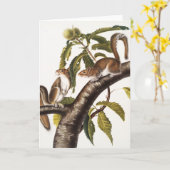 Carolina Gray Eichhörnchen (Sciurus Carolinensis) Karte (Gelbe Blume)