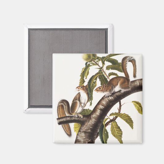 Carolina Gray Eichhörnchen (Sciurus Carolinensis) Magnet (Vorderseite/Rückseite)