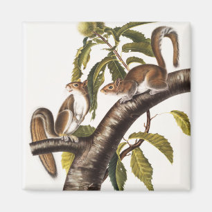 Carolina Gray Eichhörnchen (Sciurus Carolinensis) Magnet