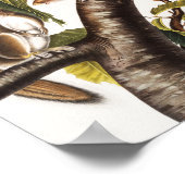 Carolina Gray Eichhörnchen (Sciurus Carolinensis) Poster (Ecke)