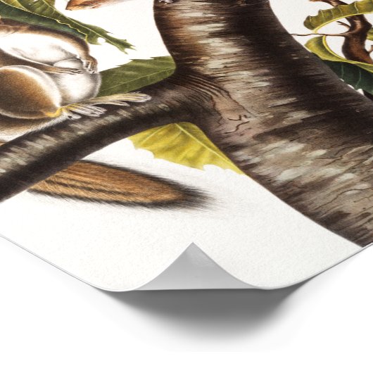 Carolina Gray Eichhörnchen (Sciurus Carolinensis) Poster (Ecke)