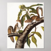 Carolina Gray Eichhörnchen (Sciurus Carolinensis) Poster (Vorne)