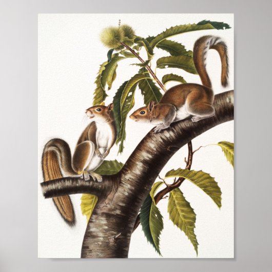 Carolina Gray Eichhörnchen (Sciurus Carolinensis) Poster (Vorne)