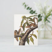 Carolina Gray Eichhörnchen (Sciurus Carolinensis) Postkarte (Stehend Vorderseite)