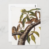 Carolina Gray Eichhörnchen (Sciurus Carolinensis) Postkarte (Vorne/Hinten)