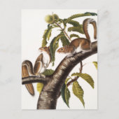 Carolina Gray Eichhörnchen (Sciurus Carolinensis) Postkarte (Vorderseite)