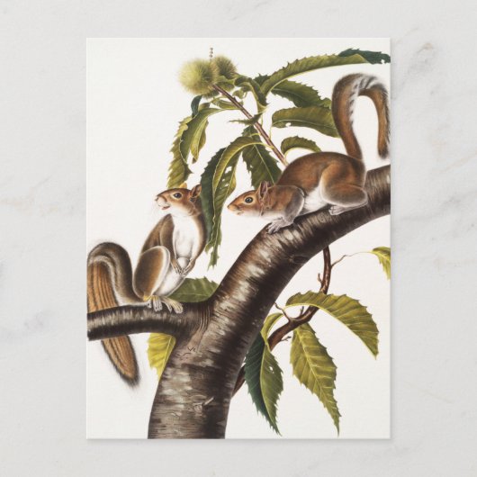 Carolina Gray Eichhörnchen (Sciurus Carolinensis) Postkarte (Vorderseite)