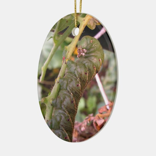 Carolina Hornworm ~ Verzierung Keramikornament (Links)