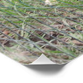 Carolina Hund voll 2 Poster (Ecke)