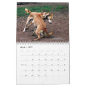 Carolina-Hundekalender 2013 Kalender (Mär 2027)