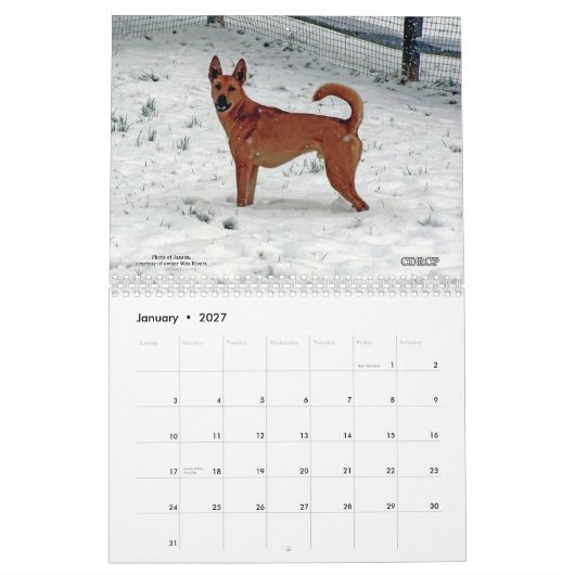 Carolina-Hundekalender 2013 Kalender (Jan 2027)