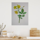 Carolina Jasmine Botanische Kunst Poster (Küche)