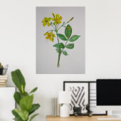 Carolina Jasmine Botanische Kunst Poster (Heimbüro)