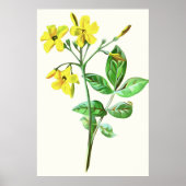 Carolina Jasmine Botanische Kunst Poster (Vorne)