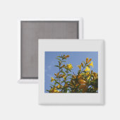 Carolina Jasmine Magnet (Vorderseite/Rückseite)