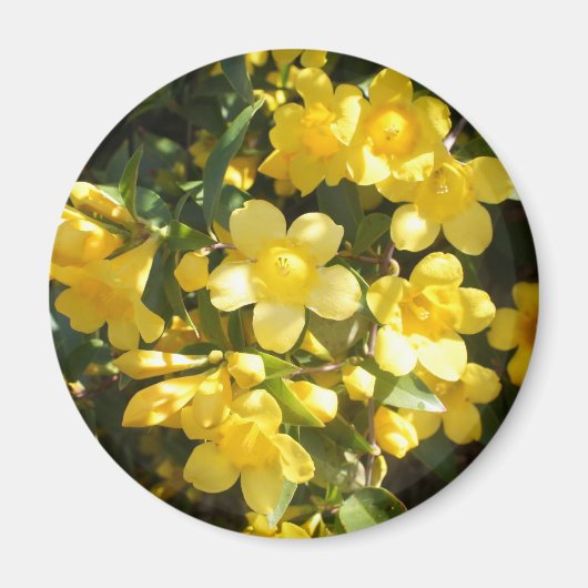 Carolina Jasmine Magnet (Vorne)