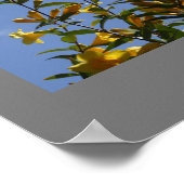 Carolina Jasmine Poster (Ecke)