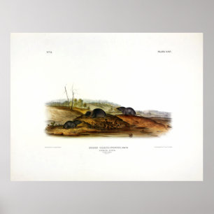 Carolina (Kurz-Süd) Shrew von Audubon Poster