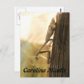 Carolina Mantis Postkarte (Vorne/Hinten)