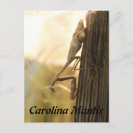 Carolina Mantis Postkarte (Vorderseite)
