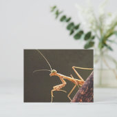 Carolina Mantis Postkarte (Stehend Vorderseite)