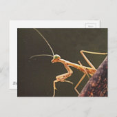 Carolina Mantis Postkarte (Vorne/Hinten)