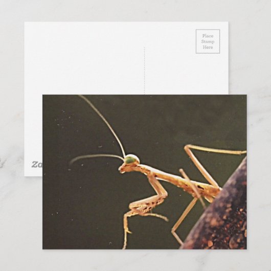 Carolina Mantis Postkarte (Vorne/Hinten)
