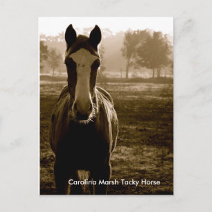 Carolina Marsh Tacky Horse Postkarte