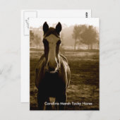 Carolina Marsh Tacky Horse Postkarte (Vorne/Hinten)