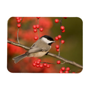 Carolina-Meise auf gewöhnlichem Winterbeerenstrauc Magnet