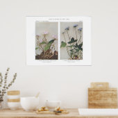 Carolina oder weitläufige Frühlingshauty Poster (Küche)