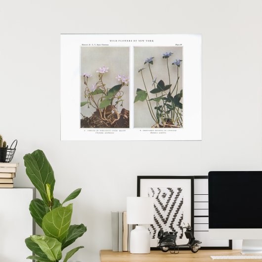 Carolina oder weitläufige Frühlingshauty Poster (Heimbüro)