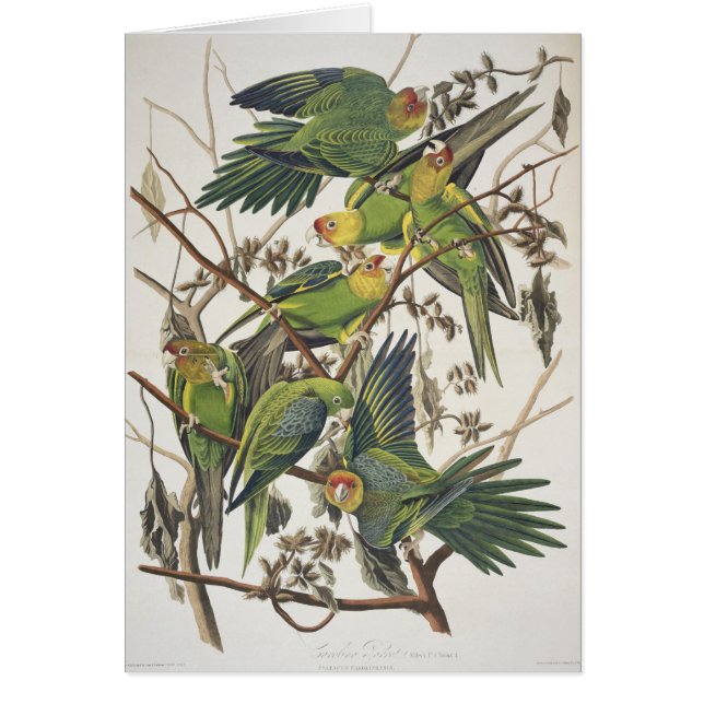 Carolina Parakeet, aus "Birds of America", 1829 (Vorne)