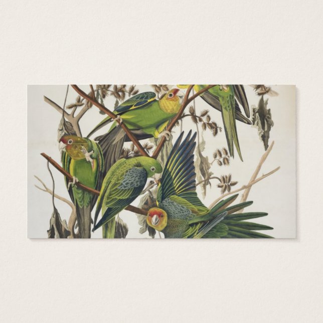 Carolina Parakeet, aus "Birds of America", 1829 (Rückseite)