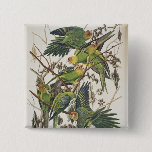 Carolina Parakeet, aus "Birds of America", 1829 Button (Vorderseite)