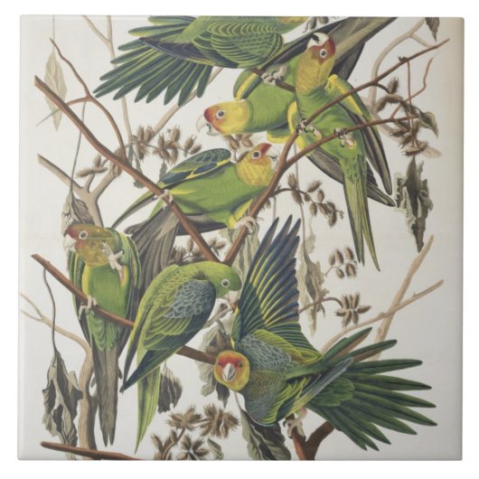 Carolina Parakeet, aus "Birds of America", 1829 Fliese (Vorderseite)