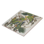Carolina Parakeet, aus "Birds of America", 1829 Fliese (Seite)